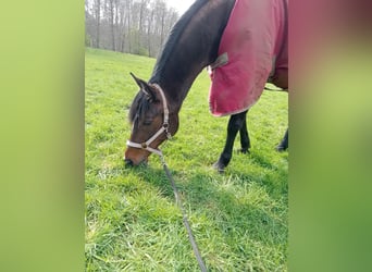 Duitse draver, Merrie, 7 Jaar, 162 cm, Bruin