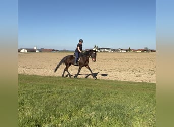 Duitse draver, Merrie, 7 Jaar, 165 cm, Donkerbruin
