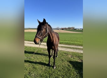 Duitse draver, Merrie, 7 Jaar, 165 cm, Donkerbruin