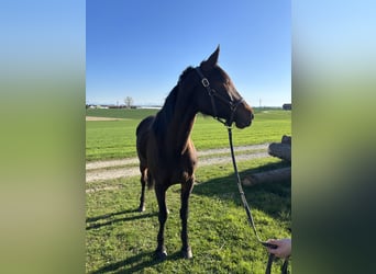 Duitse draver, Merrie, 7 Jaar, 165 cm, Donkerbruin