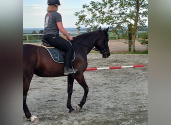 Duitse draver, Merrie, 9 Jaar, 160 cm, Zwart