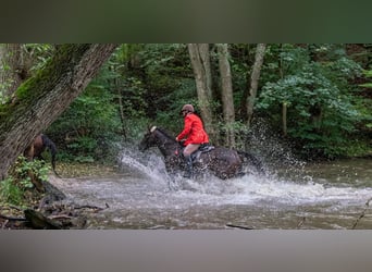 Duitse draver, Ruin, 11 Jaar, 170 cm, Donkerbruin