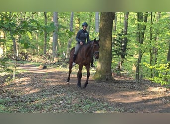 Duitse draver, Ruin, 12 Jaar, 164 cm, Bruin
