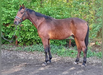 Duitse draver, Ruin, 12 Jaar, 164 cm, Bruin