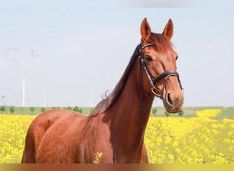 Duitse draver, Ruin, 14 Jaar, 160 cm, Donkerbruin