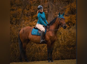 Duitse draver Mix, Ruin, 15 Jaar, 157 cm, Donkerbruin