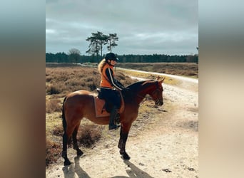 Duitse draver Mix, Ruin, 15 Jaar, 157 cm, Donkerbruin