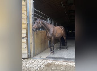 Duitse draver, Ruin, 23 Jaar, 156 cm, Donkerbruin