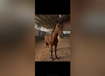 Duitse draver, Ruin, 3 Jaar, 173 cm, Brauner