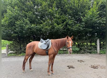 Duitse draver, Ruin, 4 Jaar, 165 cm, Vos