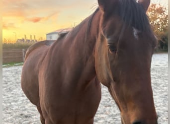 Duitse draver, Ruin, 6 Jaar, 160 cm, Bruin