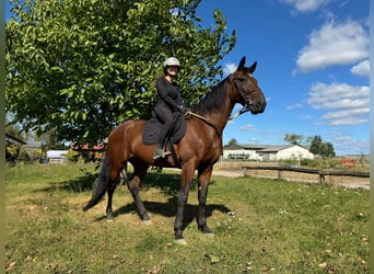 Duitse draver, Ruin, 6 Jaar, 165 cm, Donkerbruin