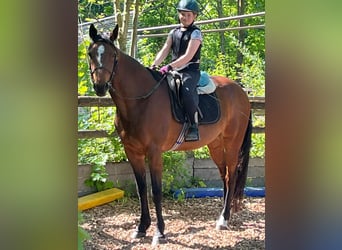 Duitse draver, Ruin, 7 Jaar, 157 cm, Bruin