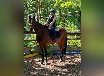 Duitse draver, Ruin, 7 Jaar, 157 cm, Bruin
