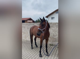 Duitse draver, Ruin, 8 Jaar, 160 cm, Bruin