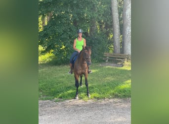 Duitse draver, Ruin, 8 Jaar, 160 cm, Donkerbruin