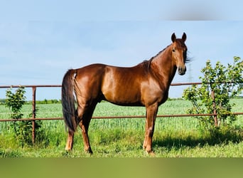 Duitse draver, Ruin, 8 Jaar, 165 cm, Vos