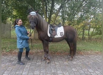 Duitse rijpony Mix, Hengst, 10 Jaar, Donkere-vos