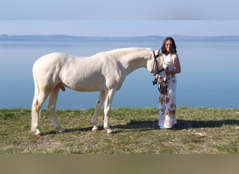 Duitse rijpony, Hengst, 11 Jaar, 145 cm, Cremello
