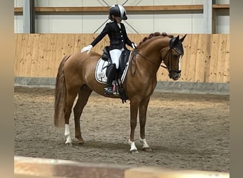 Duitse rijpony, Hengst, 13 Jaar, 146 cm, Vos