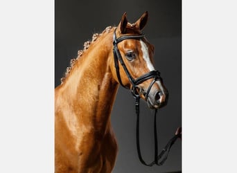 Duitse rijpony, Hengst, 13 Jaar, 146 cm, Vos