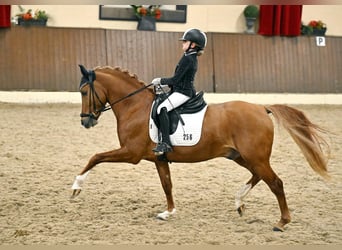 Duitse rijpony, Hengst, 13 Jaar, 146 cm, Vos