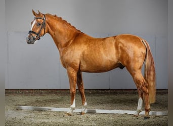 Duitse rijpony, Hengst, 13 Jaar, 146 cm, Vos