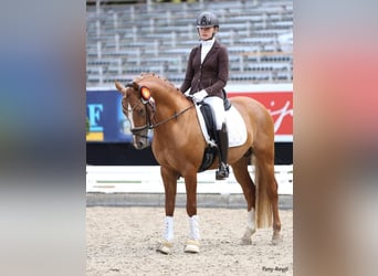 Duitse rijpony, Hengst, 13 Jaar, 146 cm, Vos