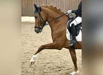 Duitse rijpony, Hengst, 13 Jaar, 146 cm, Vos