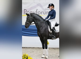 Duitse rijpony, Hengst, 13 Jaar, 153 cm, Zwart
