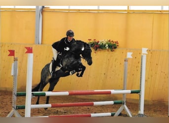 Duitse rijpony, Hengst, 16 Jaar, 143 cm, Roan-Bay