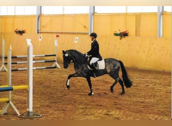 Duitse rijpony, Hengst, 16 Jaar, 143 cm, Roan-Bay