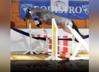 Duitse rijpony, Hengst, 17 Jaar, 143 cm, Roan-Bay