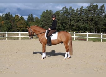 Duitse rijpony, Hengst, 17 Jaar, 147 cm, Vos