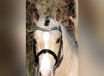 Duitse rijpony, Hengst, 17 Jaar, 150 cm, Falbe