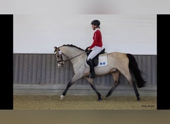 Duitse rijpony, Hengst, 17 Jaar, 150 cm, Falbe