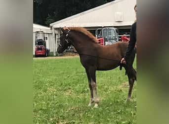 Duitse rijpony, Hengst, 1 Jaar, 120 cm, Donkere-vos