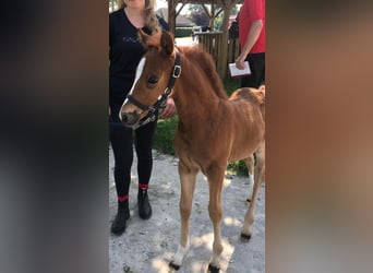 Duitse rijpony, Hengst, 1 Jaar, 120 cm, Donkere-vos