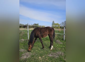 Duitse rijpony, Hengst, 1 Jaar, 130 cm, Bruin