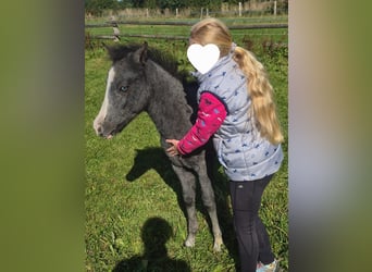 Duitse rijpony, Hengst, 1 Jaar, 130 cm, Schimmel