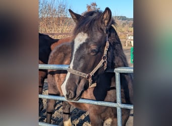 Duitse rijpony, Hengst, 1 Jaar, 130 cm, Zwart