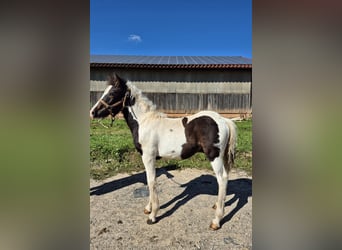 Duitse rijpony Mix, Hengst, 1 Jaar, 140 cm, Gevlekt-paard