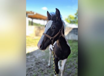 Duitse rijpony Mix, Hengst, 1 Jaar, 140 cm, Gevlekt-paard