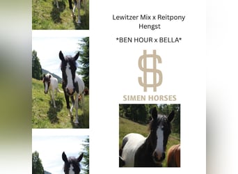 Duitse rijpony Mix, Hengst, 1 Jaar, 145 cm, Gevlekt-paard