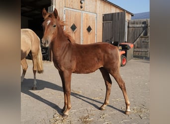 Duitse rijpony, Hengst, 1 Jaar, 145 cm, Vos