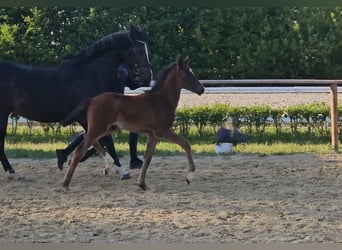 Duitse rijpony, Hengst, 1 Jaar, 146 cm, Donkerbruin