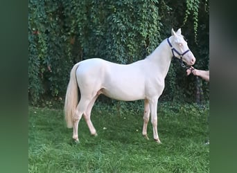 Duitse rijpony, Hengst, 1 Jaar, 146 cm, Perlino