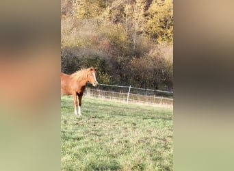 Duitse rijpony, Hengst, 1 Jaar, 146 cm, Vos