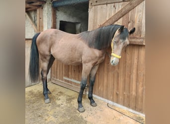 Deutsches Reitpony, Hengst, 1 Jahr, 147 cm, Schimmel