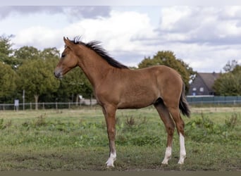 Duitse rijpony, Hengst, 1 Jaar, 148 cm, Buckskin